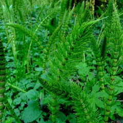 great horsetail thumbnail 2