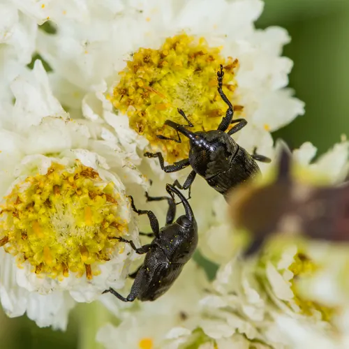 Wavy Flower Weevil