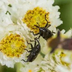 Wavy Flower Weevil thumbnail 1