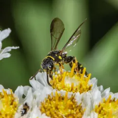 Louis's Club-horned Cuckoo Wasp thumbnail 2