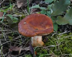 Orange Bile Mushroom thumbnail 4
