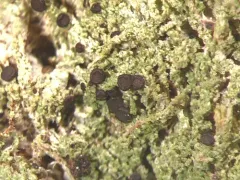 Bryobilimbia hypnorum thumbnail 2