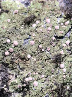 Flooded Dot Lichen thumbnail 3