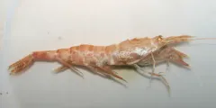 Norwegian Shrimp thumbnail 3
