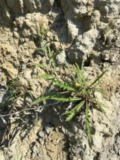 Wyoming Thistle thumbnail 2