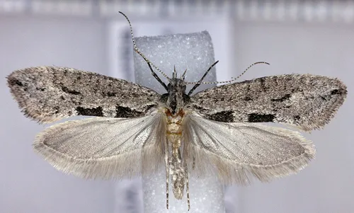 Ypsolopha dorsimaculella