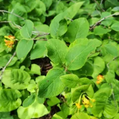 hairy honeysuckle thumbnail 3