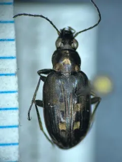 Bembidion lorquinii thumbnail 1