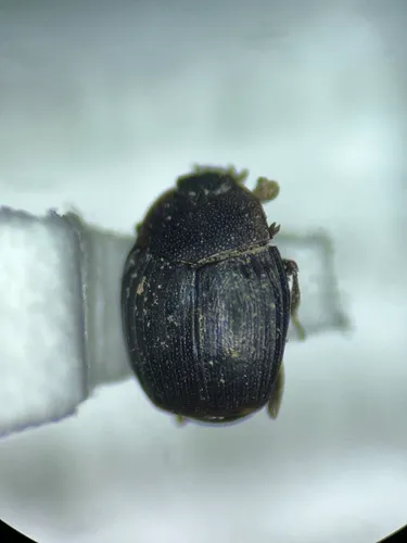Stictostix californica