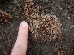Western Heather Vole thumbnail 2