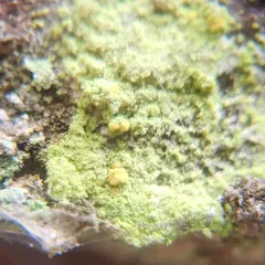 Sulphur Dust Lichen thumbnail 3