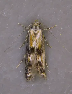 Apple Pith Moth thumbnail 2