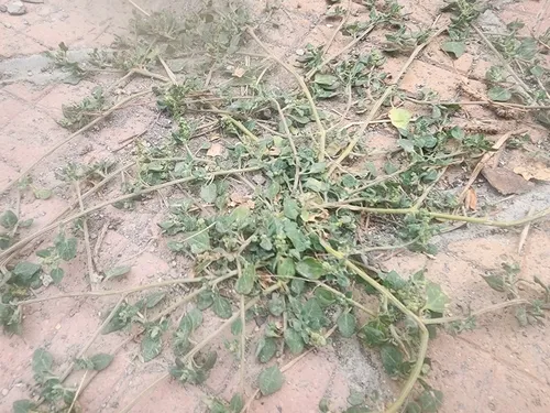 Stinking Goosefoot