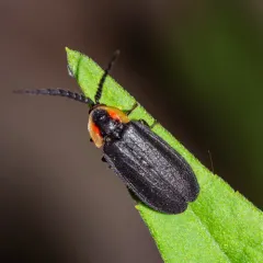 Black Firefly thumbnail 3
