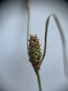 Roundfruit Sedge thumbnail 2