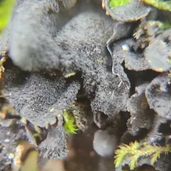 Tree Jelly thumbnail 4
