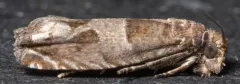 Constricted Sonia Moth thumbnail 2