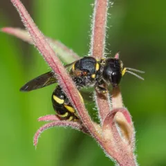 Common Ectemnius thumbnail 2