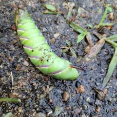 Wild Cherry Sphinx thumbnail 4