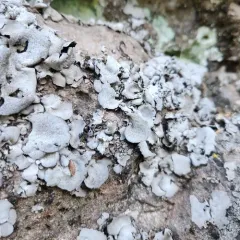 Shag-Belly Stippleback Lichen thumbnail 3