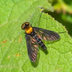 Golden-backed Snipe Fly thumbnail 3