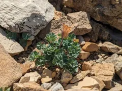 Jones' Columbine thumbnail 3