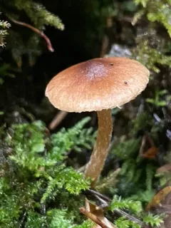 Inocybe nitidiuscula thumbnail 2