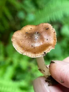 Inocybe praetervisa thumbnail 2
