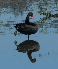 Black Swan thumbnail 4