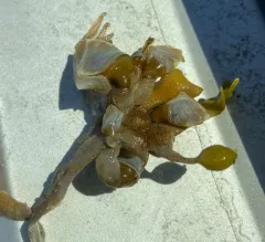 Buoy Barnacle thumbnail 2