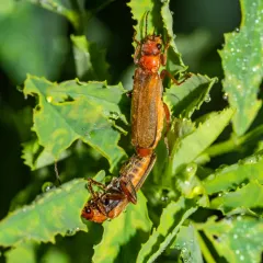 Red Soldier Beetle thumbnail 2