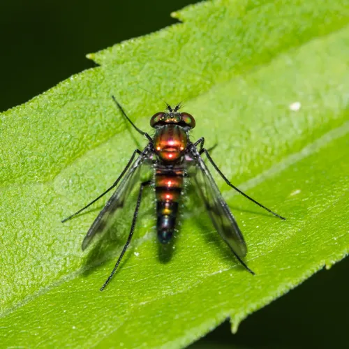 Condylostylus patibulatus