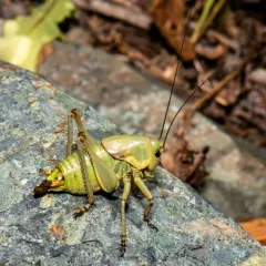 Mormon Cricket thumbnail 4