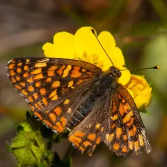 Northern Checkerspot thumbnail 4