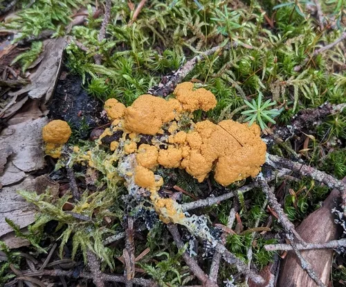 Lignydium muscorum