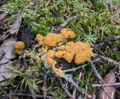 Lignydium muscorum thumbnail 1