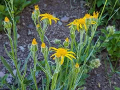 Nuttall's Ragwort thumbnail 2