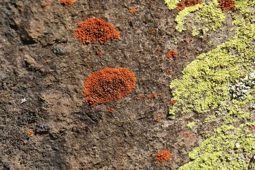 Flame Firedot Lichen