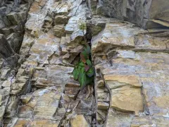 arrowleaf rattlesnake root thumbnail 3