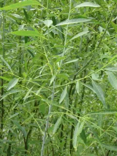 Lemmon's willow thumbnail 2