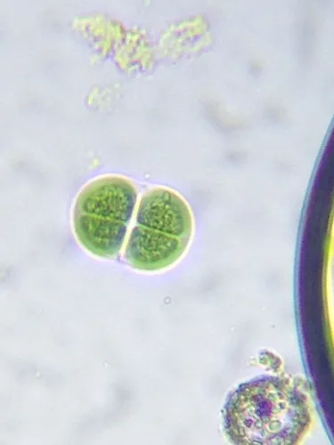 Chroococcus subnudus