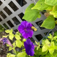 Morrison's Bumble Bee thumbnail 4