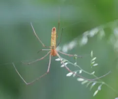 Common Stretch Spider thumbnail 3