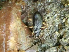 Lacustrine Gazelle Beetle thumbnail 4
