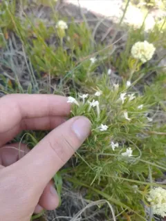 mountain phlox thumbnail 3