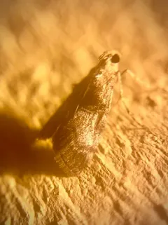 Gray-banded Pococera Moth thumbnail 2