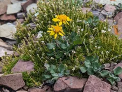Northwestern Groundsel thumbnail 4