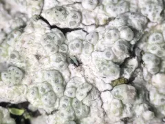 Macoun's Wart Lichen thumbnail 2