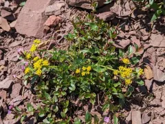 Sandberg's Desert-parsley thumbnail 4