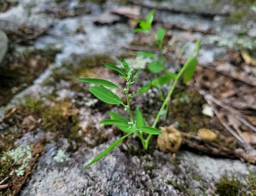 Fogg's Goosefoot